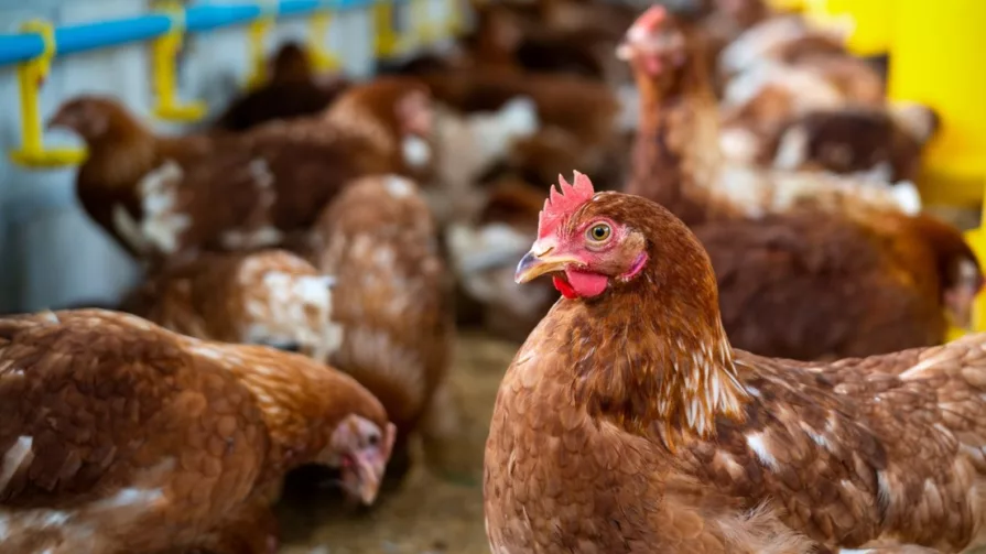 El ministro detalló que la industria avícola produce anualmente 273 millones de pollos, que equivalen a 450.000 toneladas de carne y 3.812 millones de huevos.