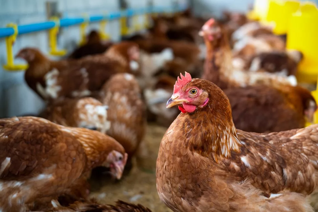 El ministro detalló que la industria avícola produce anualmente 273 millones de pollos, que equivalen a 450.000 toneladas de carne y 3.812 millones de huevos.