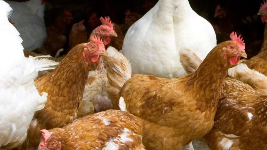 La gripe o influenza aviar, conocida también como gripe del pollo, es una enfermedad avícola causada por ciertos tipos de virus que infectan a las aves.
