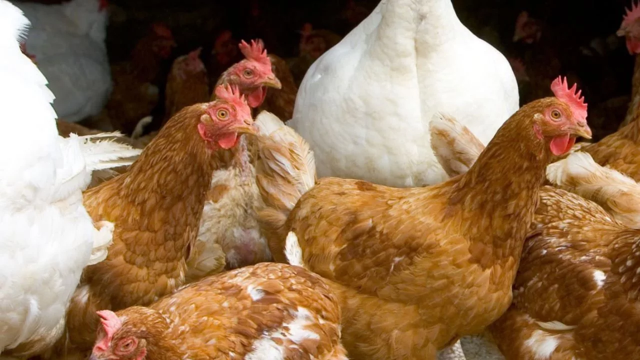 La gripe o influenza aviar, conocida también como gripe del pollo, es una enfermedad avícola causada por ciertos tipos de virus que infectan a las aves.