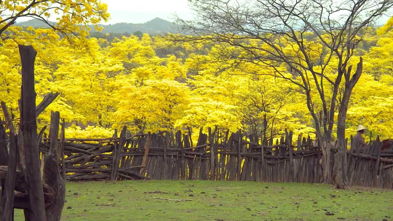 La ciudadanía que visite las parroquias Cazaderos y Mangahurco puede disfrutar de alrededor de 40 mil hectáreas de bosque que se viste de amarillo.