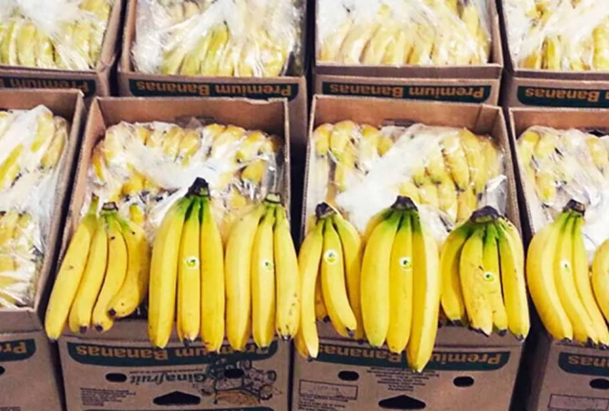 En 2022, el banano sumó $3.267 millones por exportaciones, según datos del Banco Central del Ecuador (BCE).
