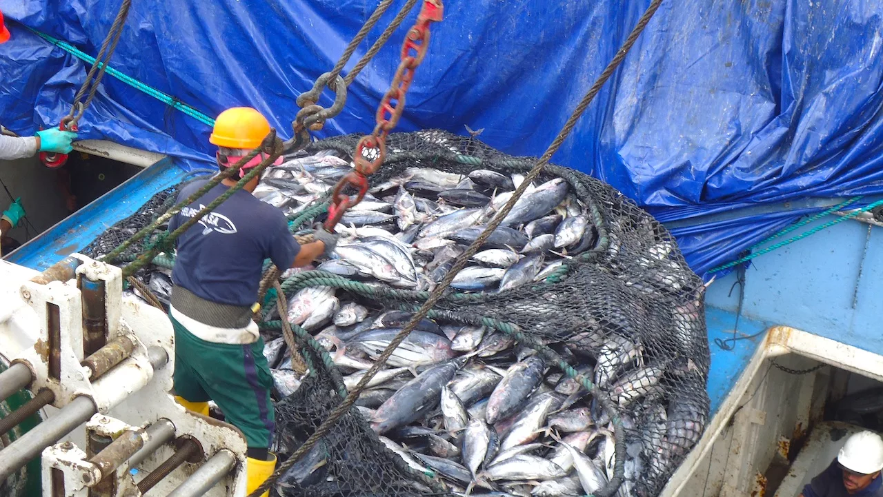 De enero a diciembre de 2022, según datos del Banco Central de Ecuador (BCE), las exportaciones de atún llegaron a 267.495,00 toneladas.
