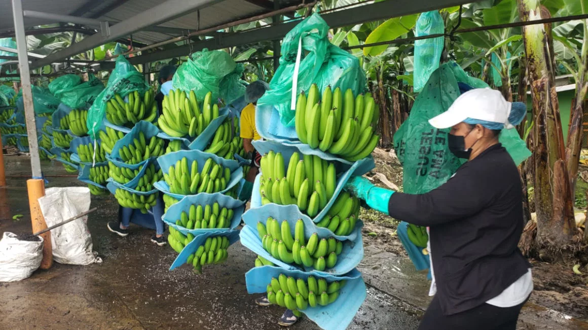 En el contexto general, Ecuador vendió 2,5 millones de cajas de banano más en el mundo en enero pasado