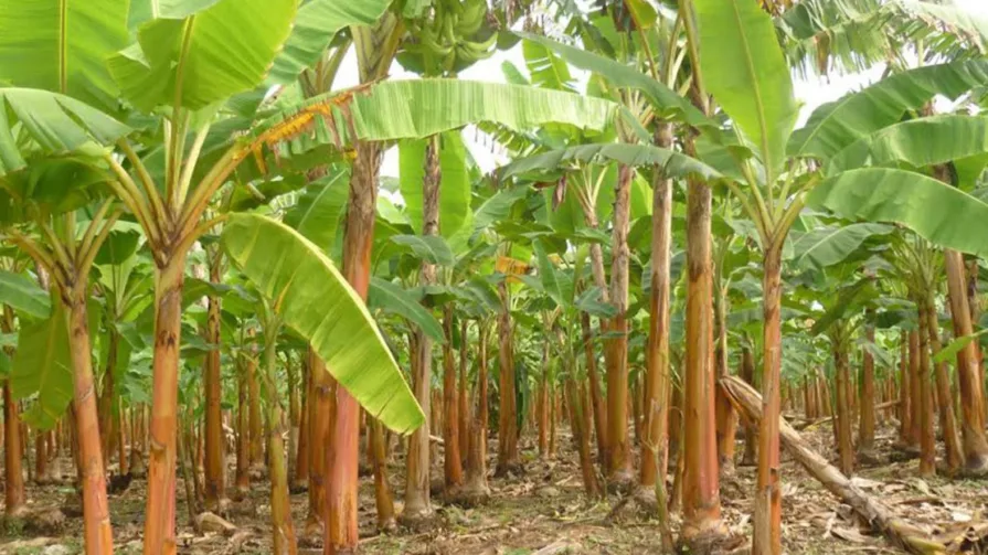 Este hongo, que enferma las plantaciones de plátano y banano, está presente en tres países de la región: Colombia, Perú y, recientemente, Venezuela.