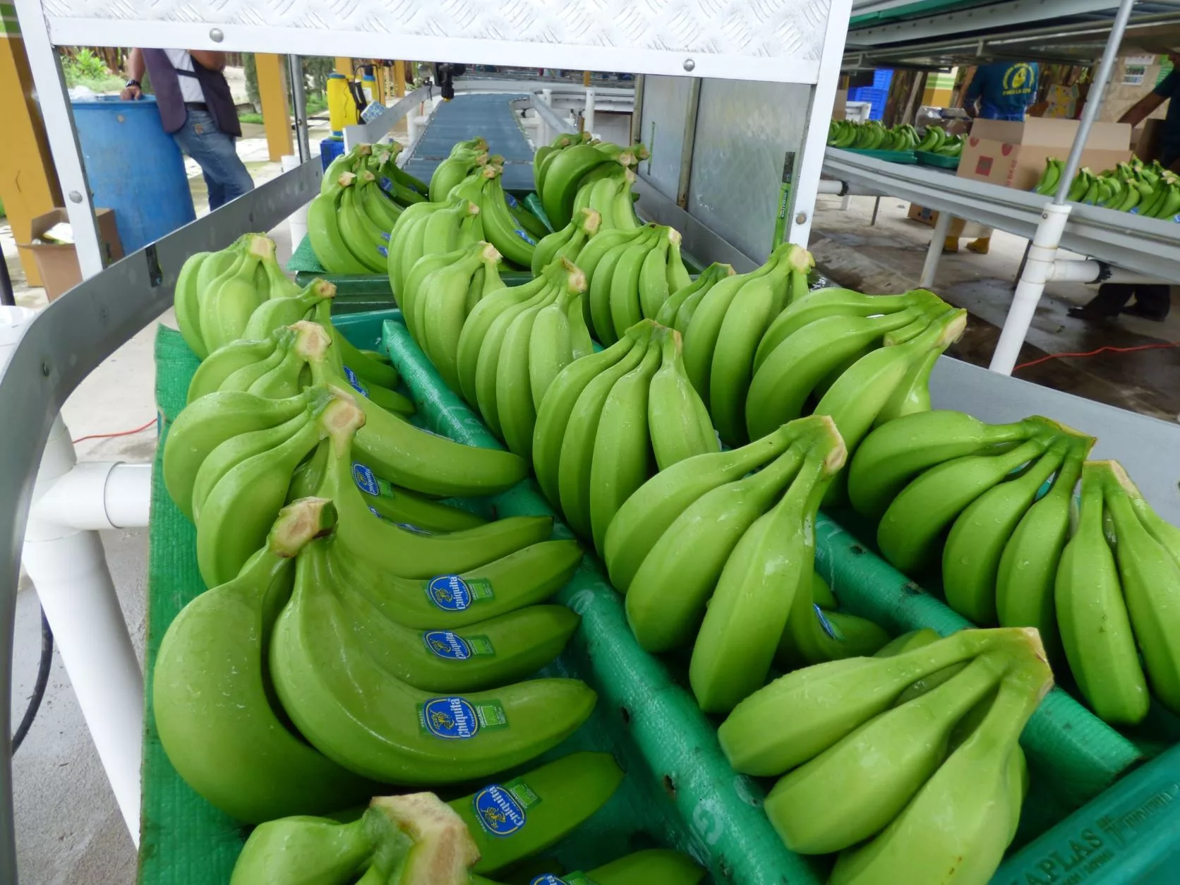 El Clúster Bnanero y Platanero de Ecuador reitera el pedido a los supermercados de Europa a que se venda la fruta a precio justo.