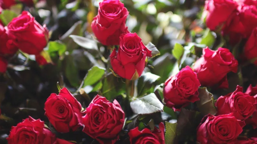 Expoflores detalla que la venta a Europa significa un 26% de incremento frente al 2022. A ese mercado se exportaron 8.070 toneladas.