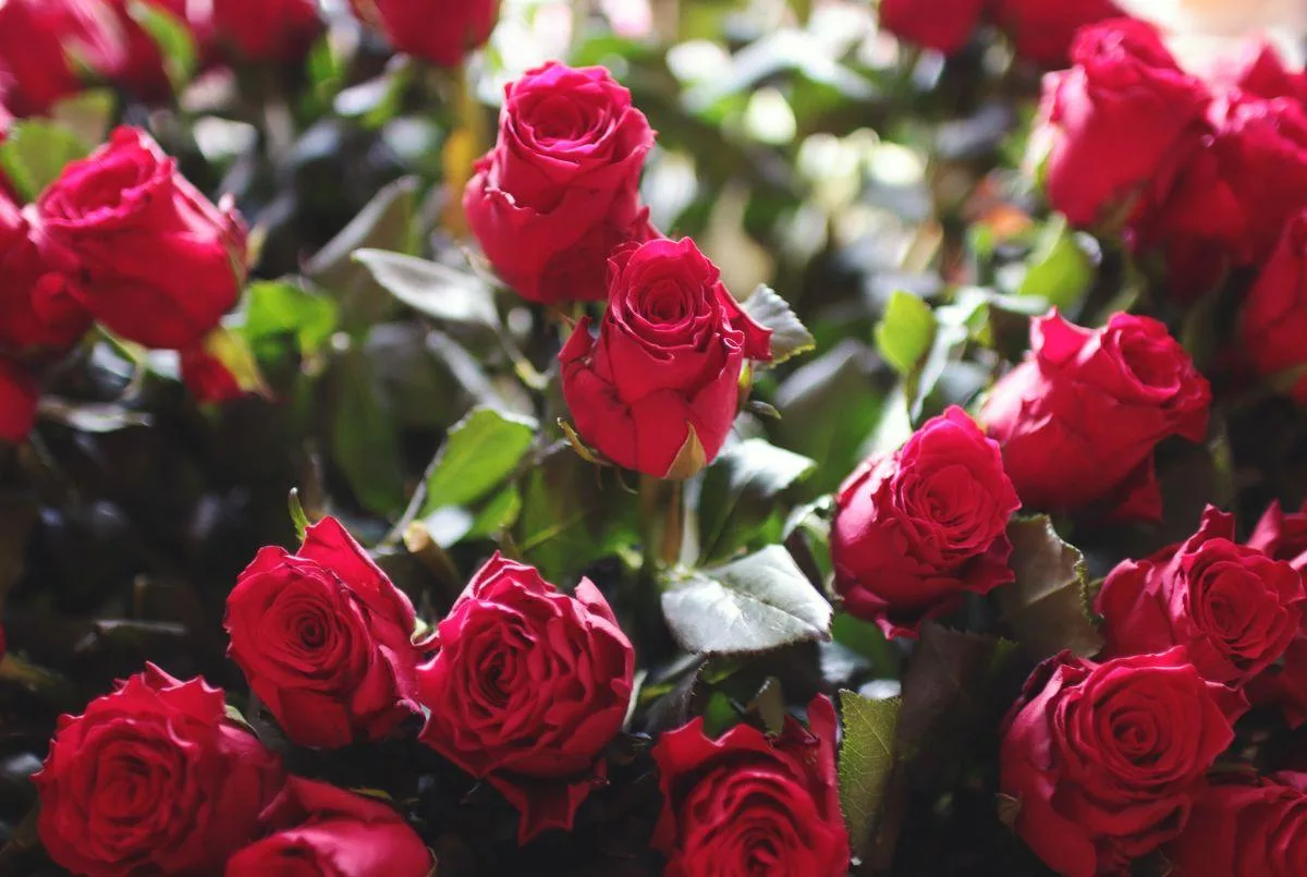 Expoflores detalla que la venta a Europa significa un 26% de incremento frente al 2022. A ese mercado se exportaron 8.070 toneladas.