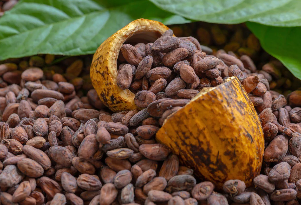 Nestlé también está trabajando en formar una alianza con otras empresas grandes de diferentes sectores en pro del Cacao ecuatoriano.