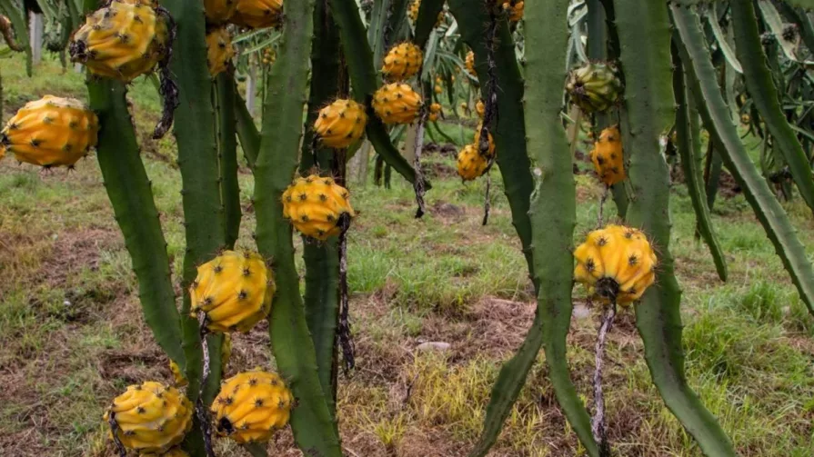 . El valor actual de cada kilo de la ‘fruta del dragón’ está entre los $2,50 y $2,80. Con el ingreso a China, ese kilo puede costar entre $3 y $5.