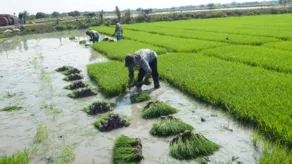Las hectáreas de arroz con daños totales o parciales, que suman 13.084, representan el 60% de toda la superficie agrícola que reporta daños por el invierno.