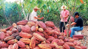 Cacao es el principal superfood de exportación en Ecuador. La categoría de cacao y sus elaborados agrupa a 150 exportadores.
