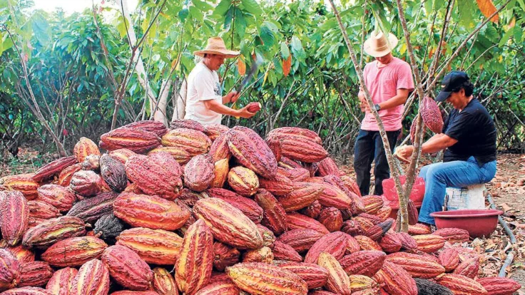 Cacao es el principal superfood de exportación en Ecuador. La categoría de cacao y sus elaborados agrupa a 150 exportadores.