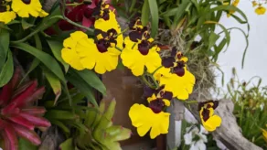 Ecuagenera a través de sus investigaciones ha creado nuevas variedades. La exposición de orquídeas será hasta el 25 de junio de 2023.