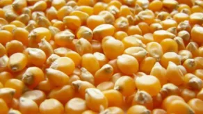El maíz amarillo duro es la materia prima principal para la elaboración de alimento balanceado.