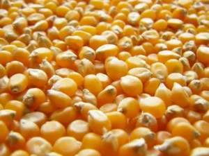 El maíz amarillo duro es la materia prima principal para la elaboración de alimento balanceado.