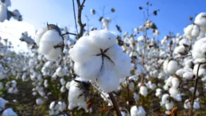 El proyecto +Algodón Ecuador, en conjunto con Iniap, apoyó la colecta, caracterización y evaluación de especies de algodón, contribuyó en el fortalecimiento de la base genética de los cultivos.