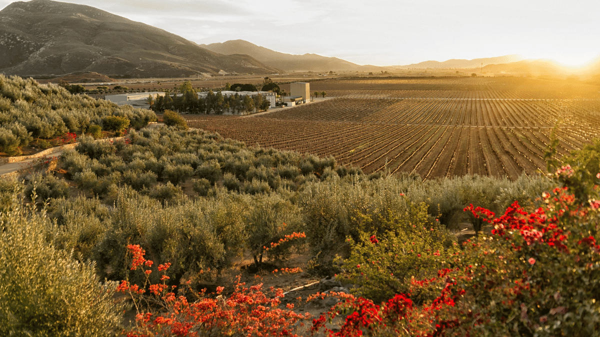 Hacienda Montero pertenece a la zona vinícola bajacaliforniana, donde se encuentra el Valle de Guadalupe.